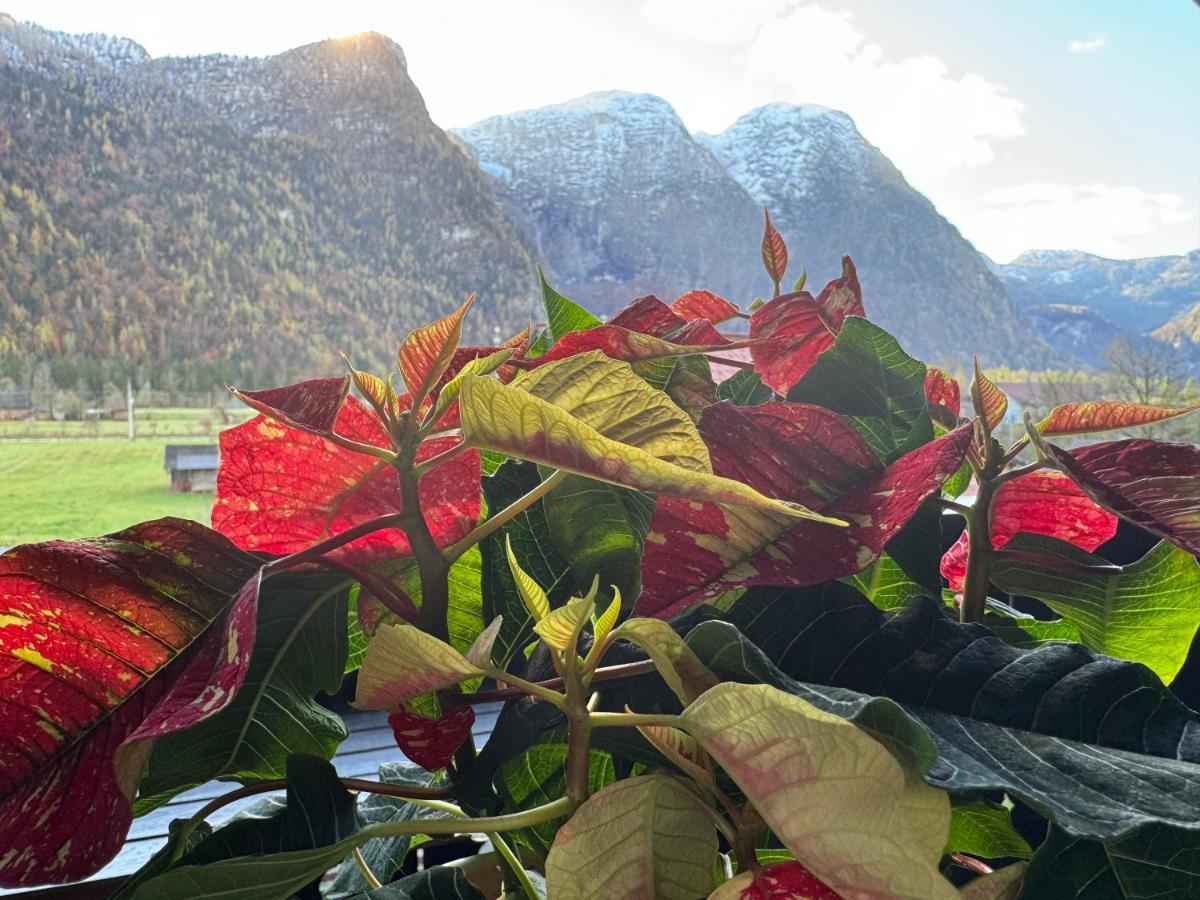 Haus Edelweiss Hotel Obertraun Eksteriør billede